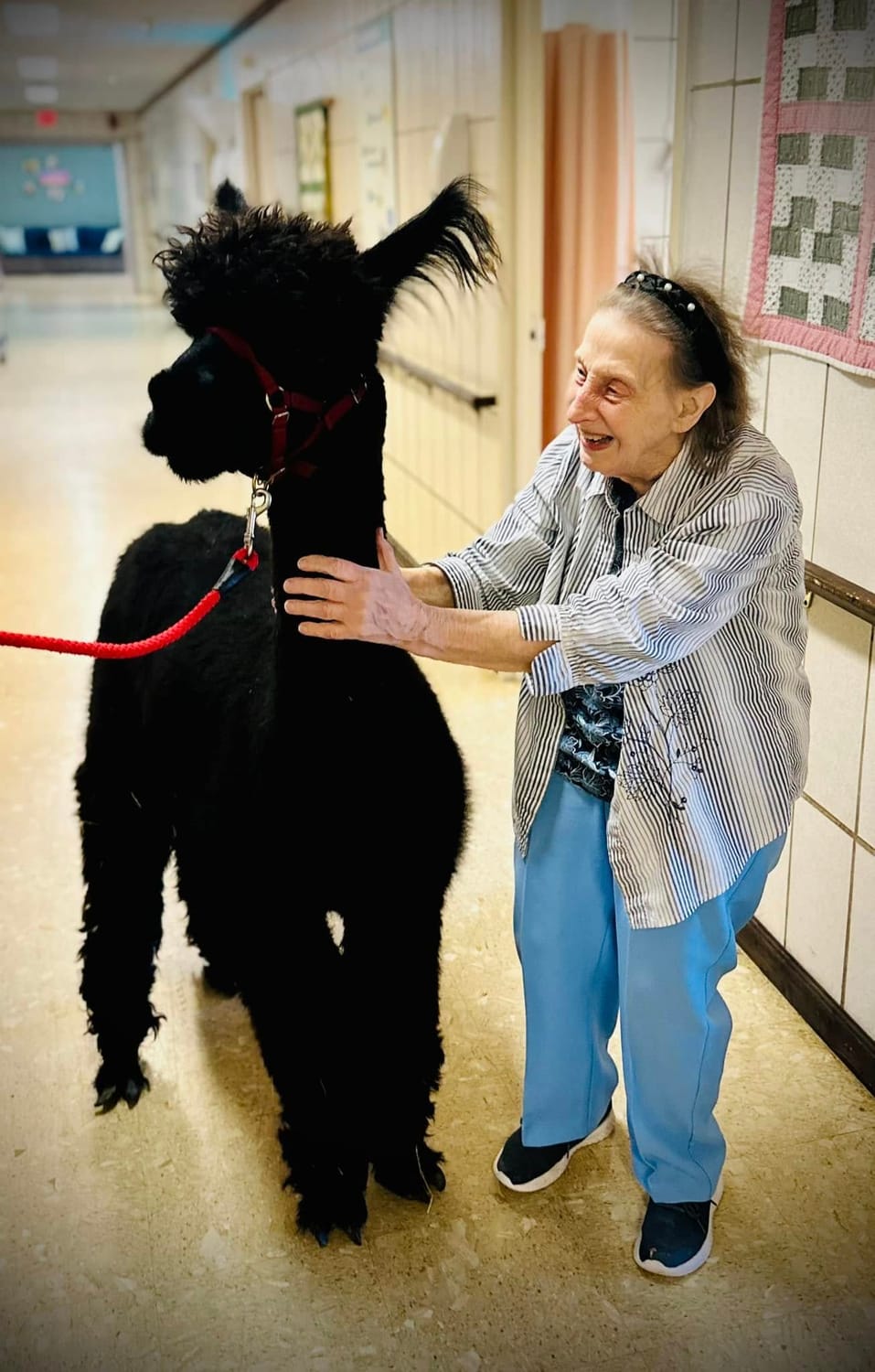 A Perkins Country Manor resident greeting a visiting therapy alpaca